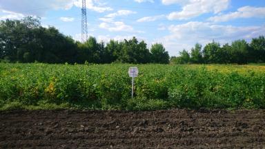 Барс  сорт сои