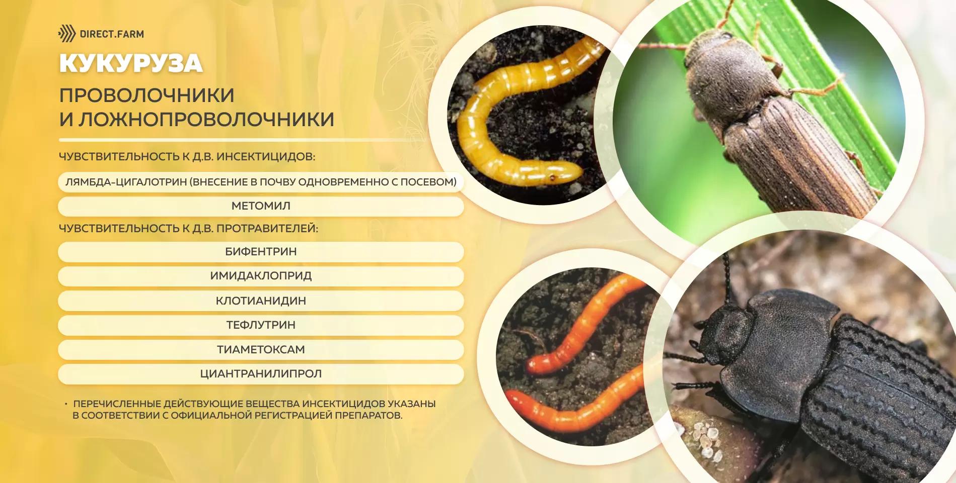 Шпаргалка д.в. против проволочников и ложнопроволочников