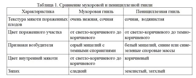 Мягкая (мукоровая) гниль плодов