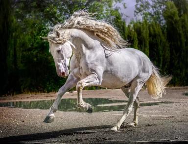 Андалузская порода 