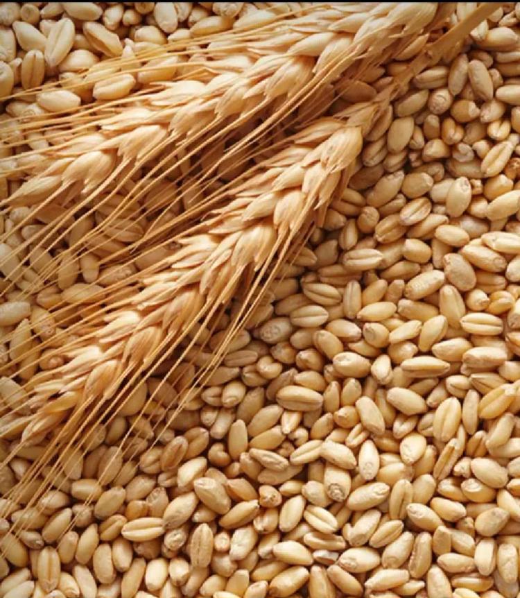 пшеница зерно. солод пивоваренный ячменный светлый. ячмень 2023. ячмень 2023. яровой ячмень нур.