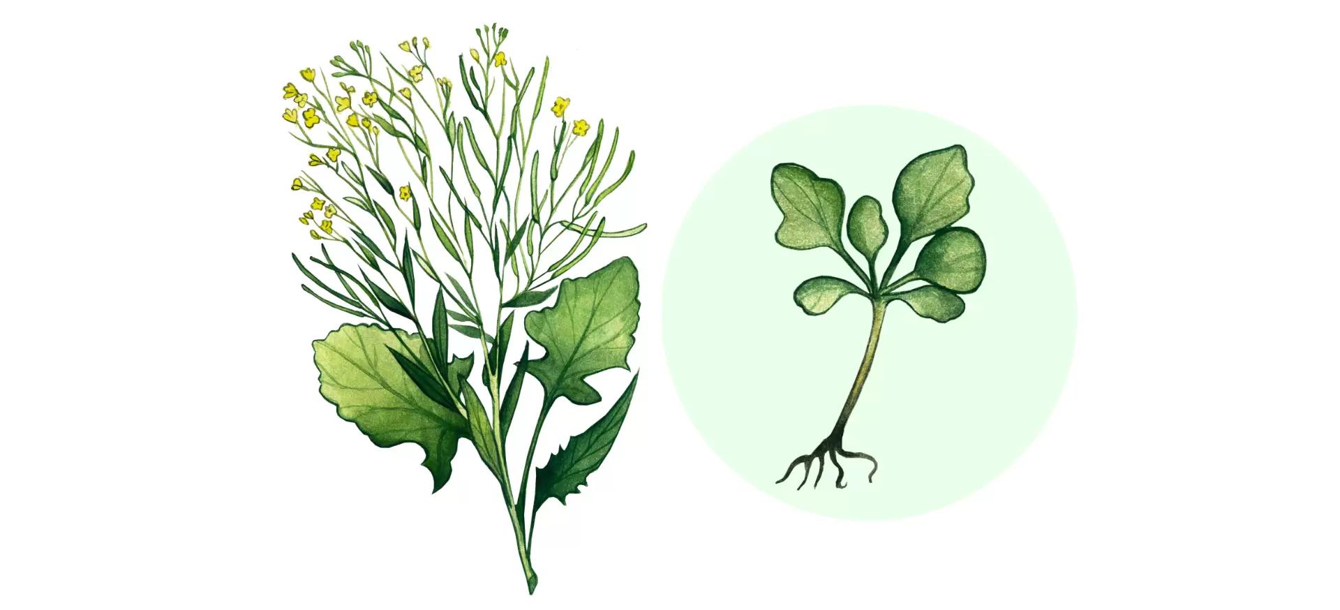 Гулявник волжский