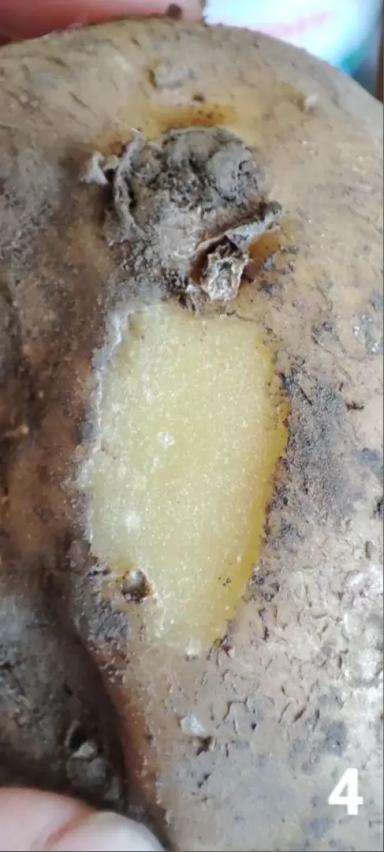 Стеблевая нематода и Луна® Транквилити