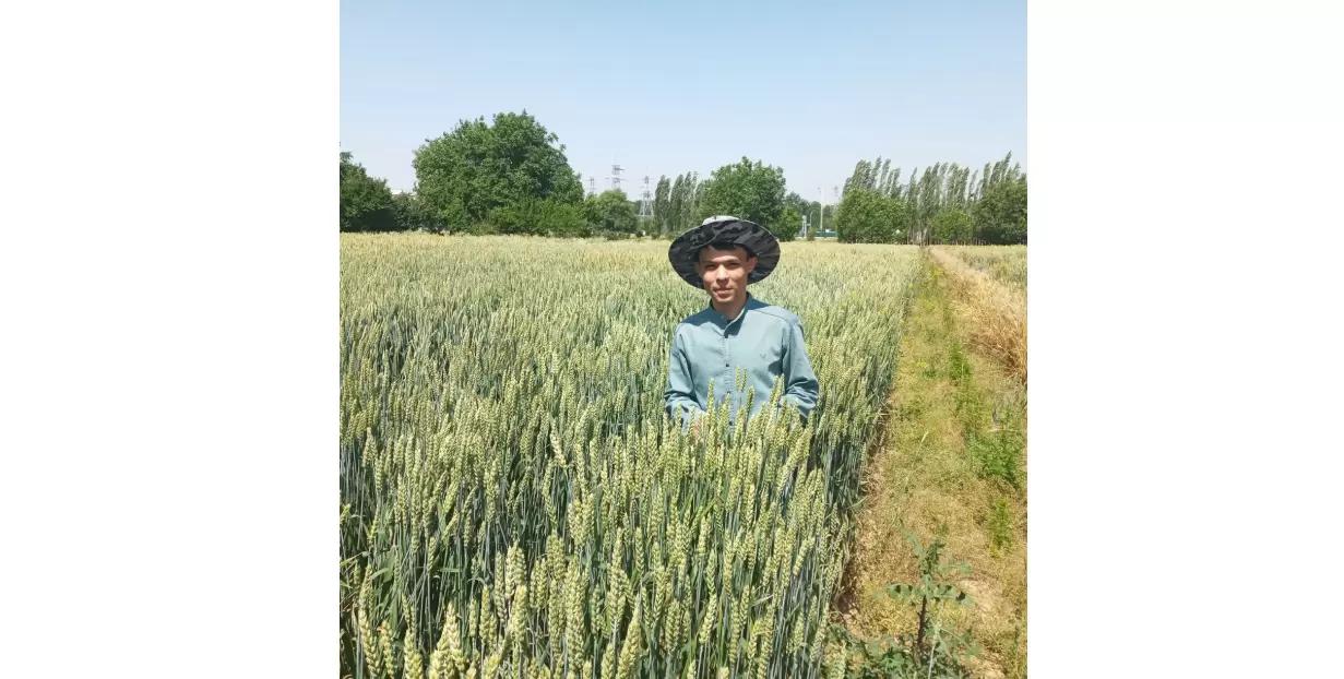 Новые сорта яровой пшеницы выдержат экстремальные условия