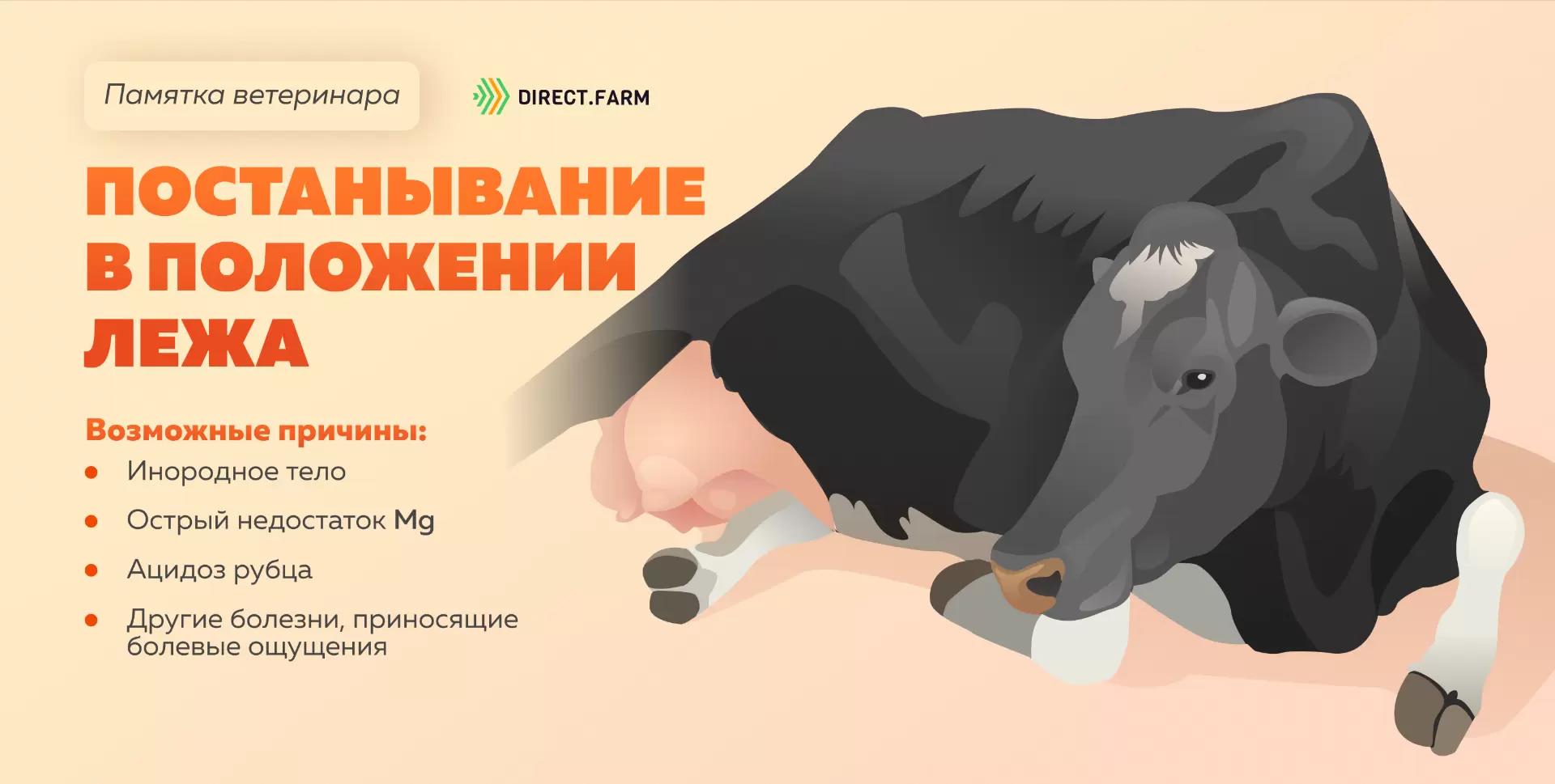 Памятка ветеринара: постанывание коровы в положении лежа