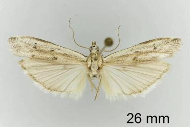 Подсолнечниковая огнёвка (подсолнечниковая моль)