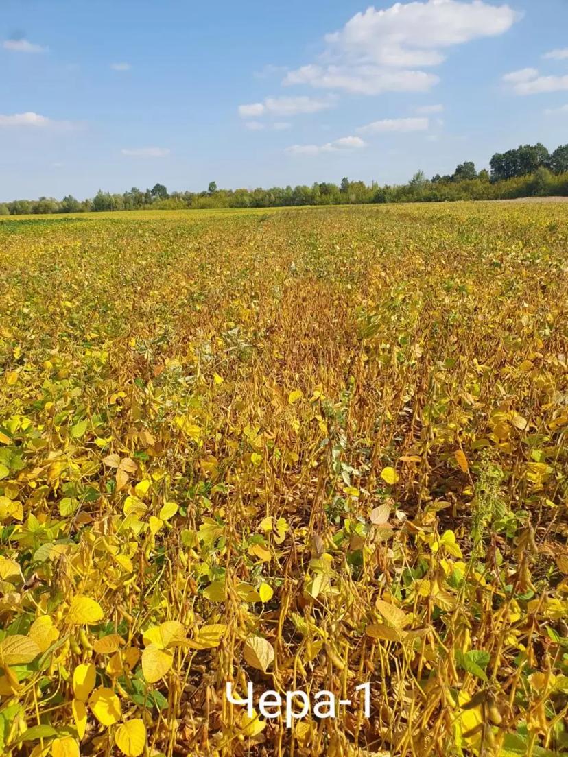 Промежуточными результаты демо-посевов сои:  — Артика (СОКО) — Дока (СОКО) —