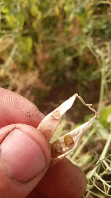 Вопросы из чатов: что за вредитель?