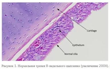Влияние пыли на здоровье птицы