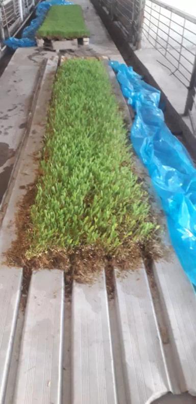 Получение фуражного витаминного корма из кукурузы F1