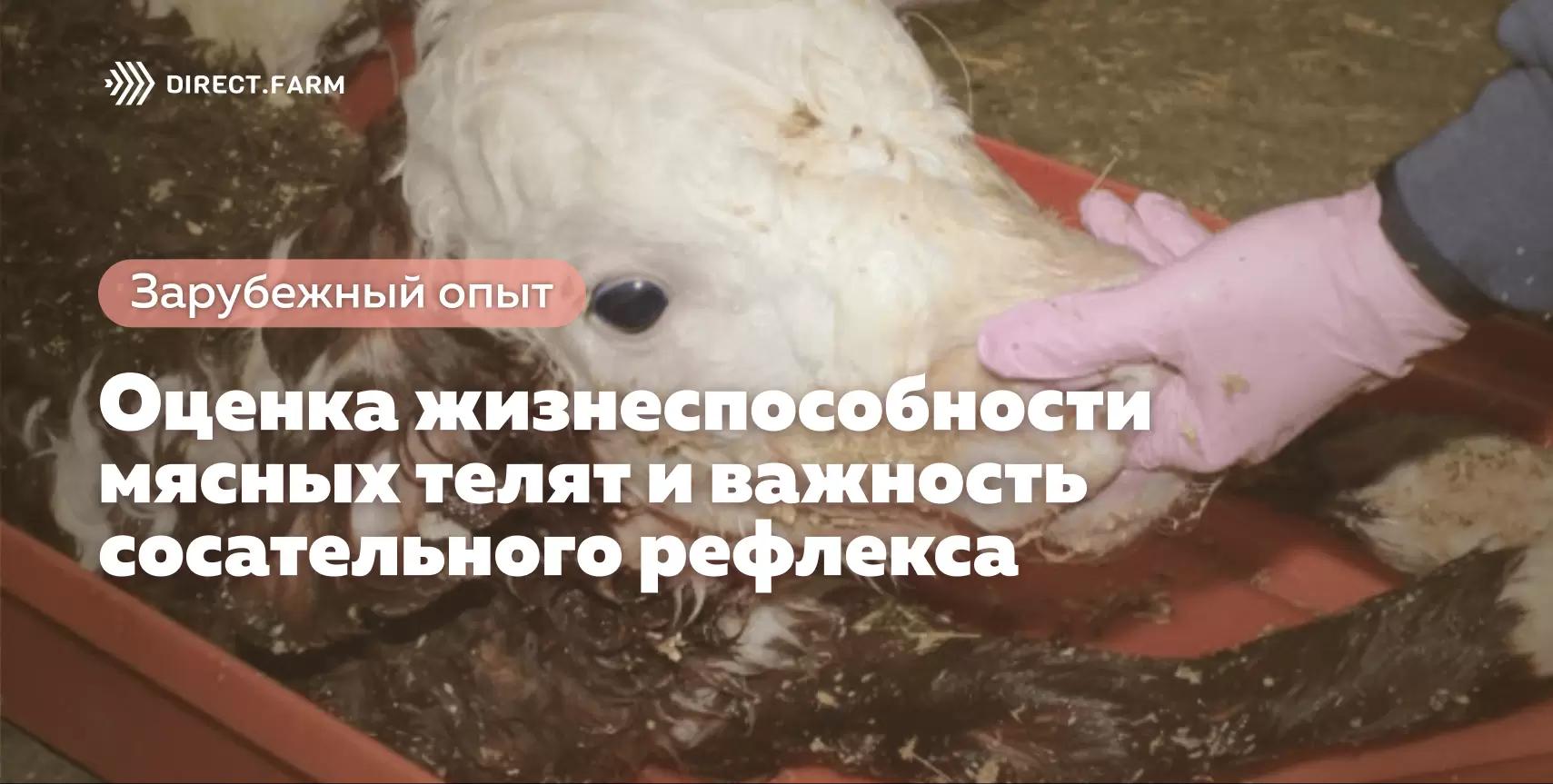 Оценка жизнеспособности мясных телят и важность сосательного рефлекса