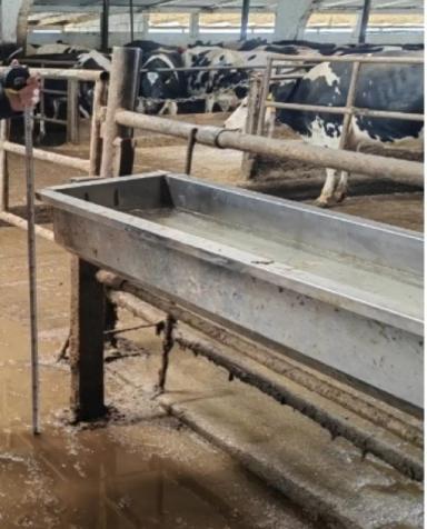 Как болезнь копыт, может быть связана с неправильной организацией водопоения