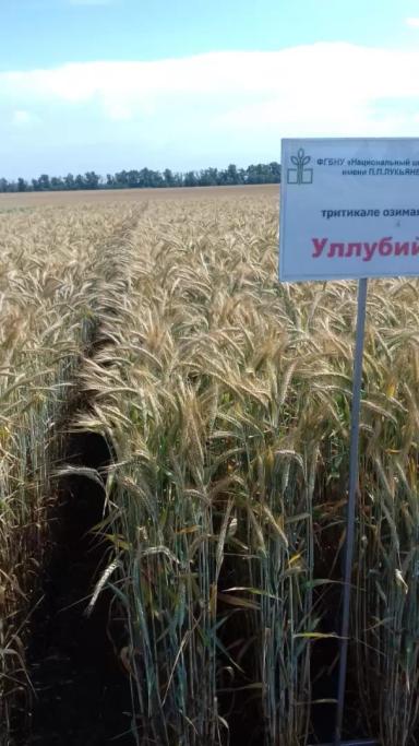 Уллубий сорт тритикале озимой