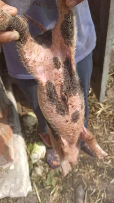 Вопросы из чатов: как лечить кожные поражения поросят?