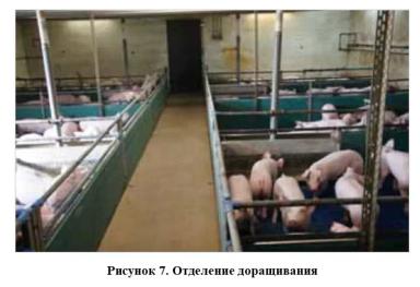 Низкие потери и высокая продуктивность в свиноводстве – сочетаемы