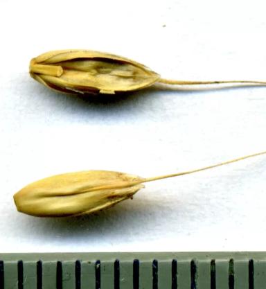 Плевел опьяняющий