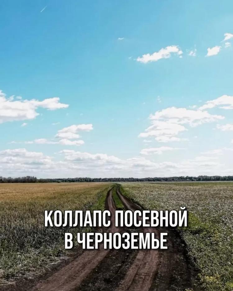 КОЛЛАПС ПОСЕВНОЙ В ЧЕРНОЗЕМЬЕ