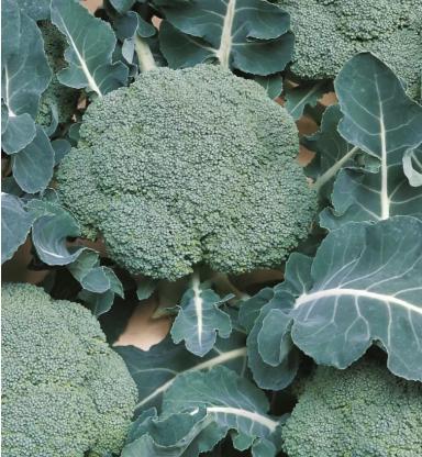 Фиеста F1 (FIESTA)