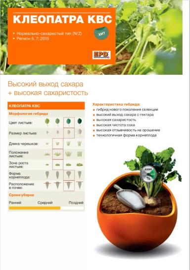Клеопатра КВС (KLEOPATRA KWS) гибрид сахарной свеклы