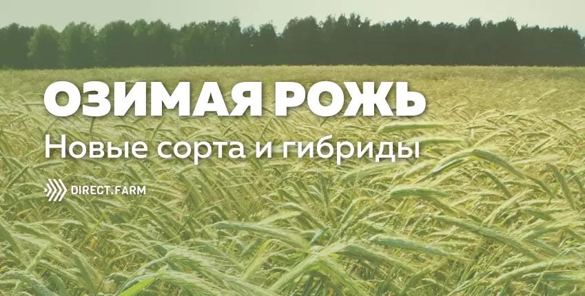 Новые сорта и гибриды озимой ржи