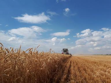 Влияние осадков на качество пшеницы.