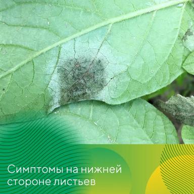 Методы контроля фитофтороза