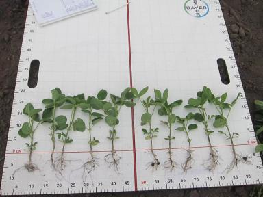 стимуляторы семян сои