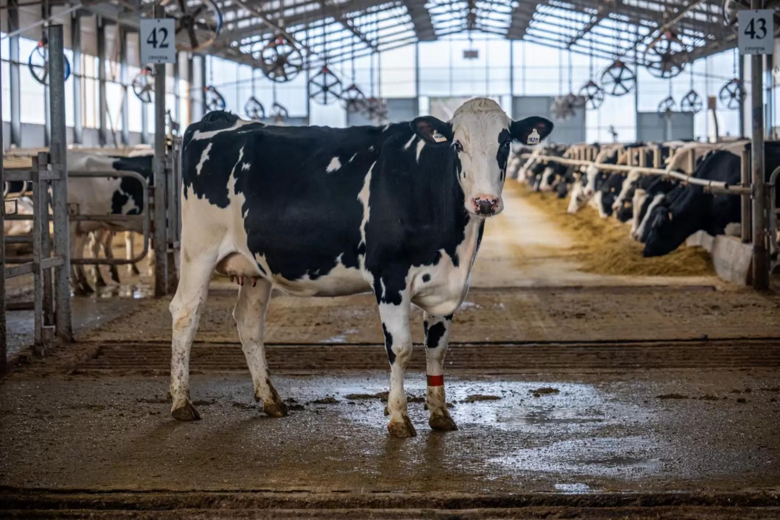 Строение рогового чехла - НАГЛЯДНО!