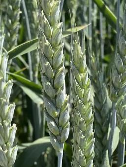 Семена пшеницы озимой купить Агрофак100  Алексеич Ахмат Безостая100 Герда Граф