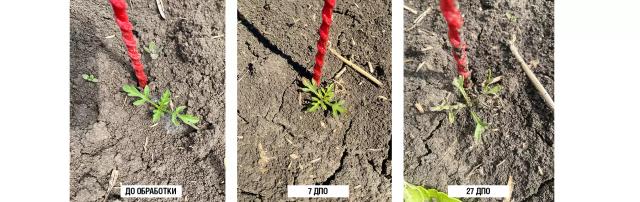 Долгосрочные инвестиции в чистоту полей по технологии КОНВИЗО® СМАРТ