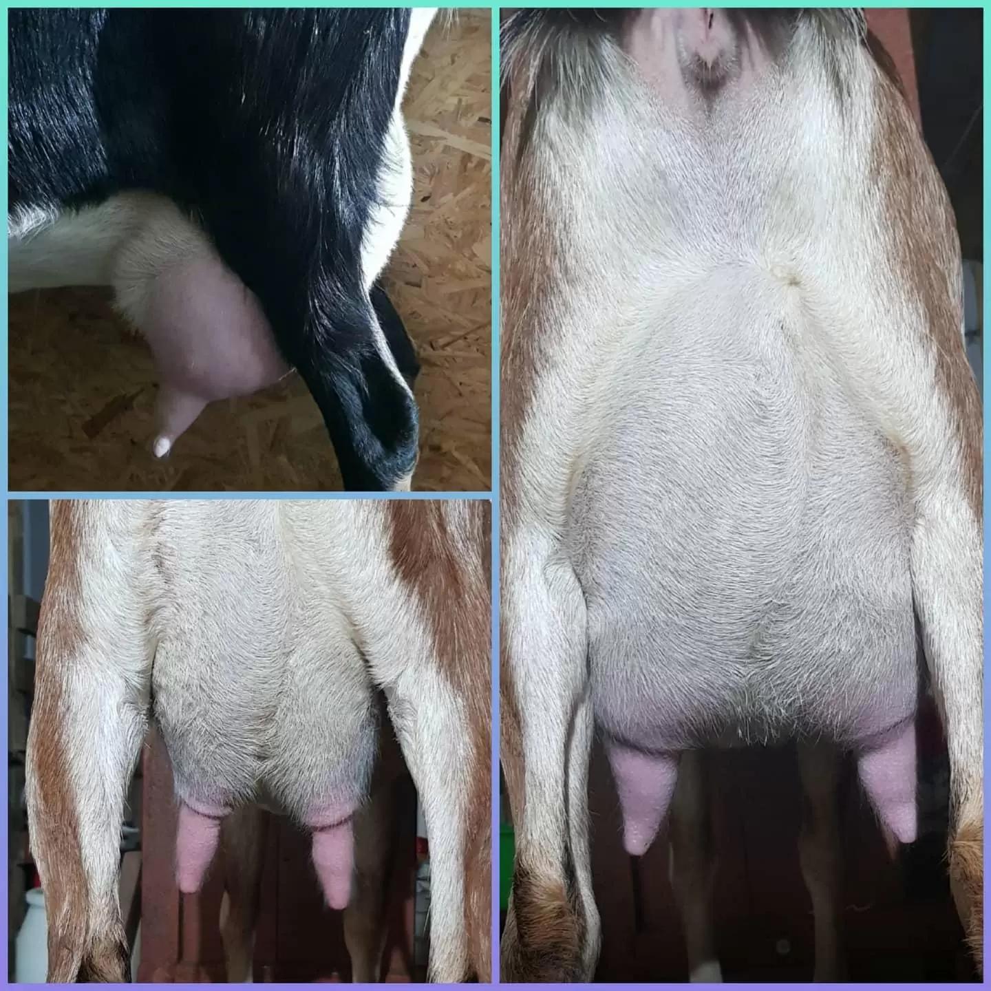 Англо-нубийские козочки и козлики 