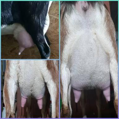 Англо-нубийские козочки и козлики 