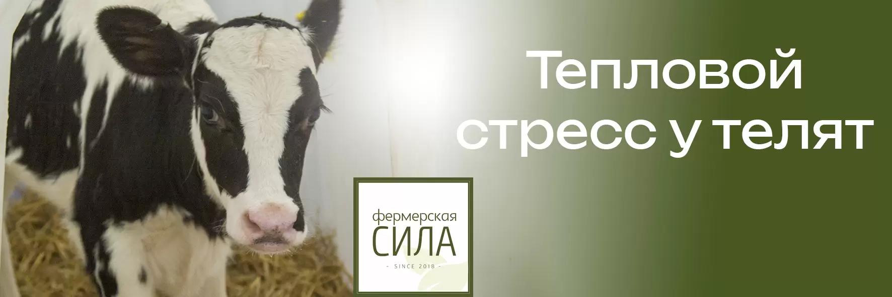 ТЕПЛОВОЙ СТРЕСС У ТЕЛЯТ