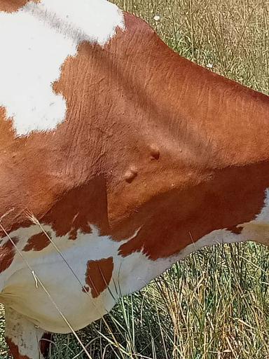 Вопросы из чатов: что за шишки у коров?