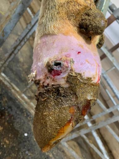 Лечение копыт: ампутировать, нельзя сдавать