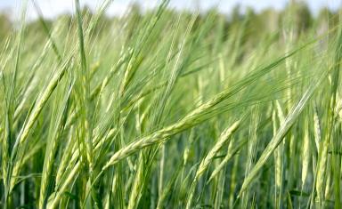 Прерия - сорт ячменя ярового