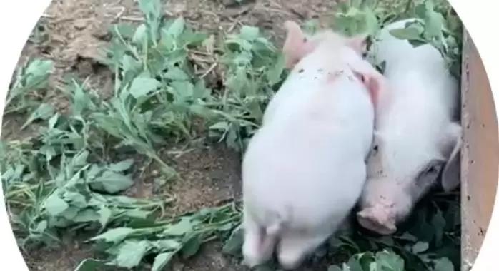 Вопросы из чатов: как лечить поросят при кашле и затрудненном дыхании?