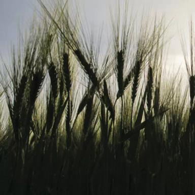 КВС Вермонт (KWS VERMONT)