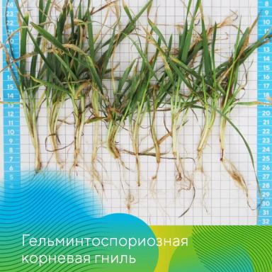 Отбор растений для выявления корневых гнилей на зерновых