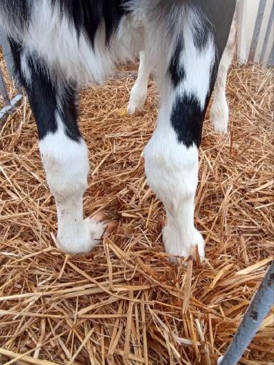 Врожденная контрактура у телят.