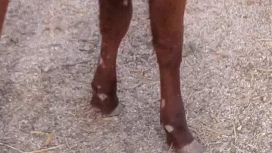 Вопросы из чатов: от чего у телят поражения на конечностях?