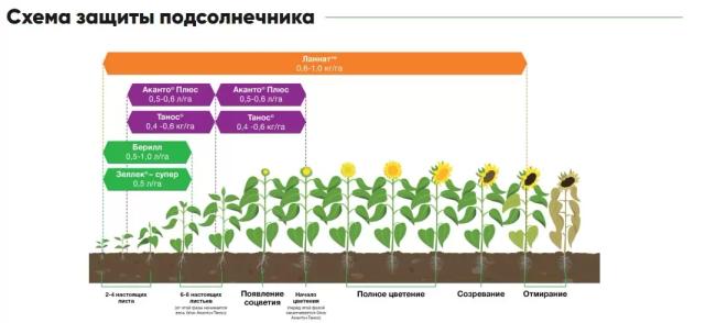 П 64 ЛЕ 99 - гибрид подсолнечника Пионер