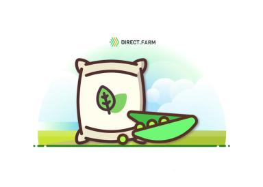 Выбор сорта гороха на зерно