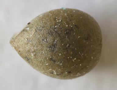 Акалифа Южная