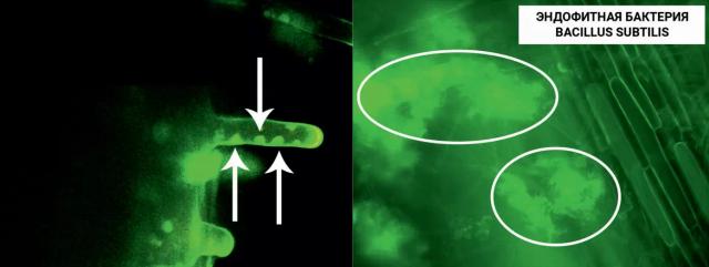 ФИТОСПОРИН АС, Ж – НОВЫЙ УРОВЕНЬ БИОЗАЩИТЫ!