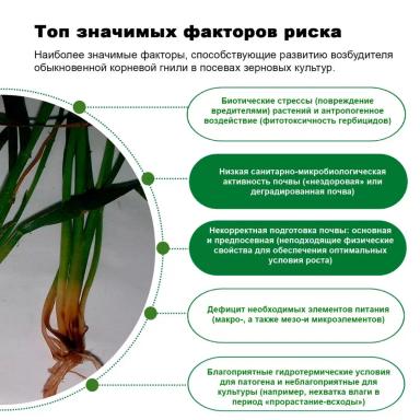 Обыкновенная корневая гниль: роль почвы