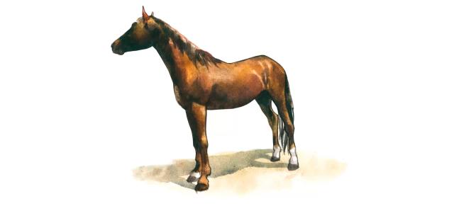 Делибозская порода лошадей (делибоз)