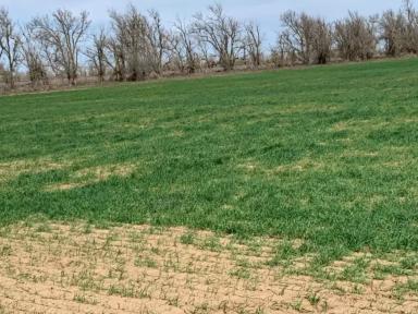 Восстановление посевов озимой пшеницы