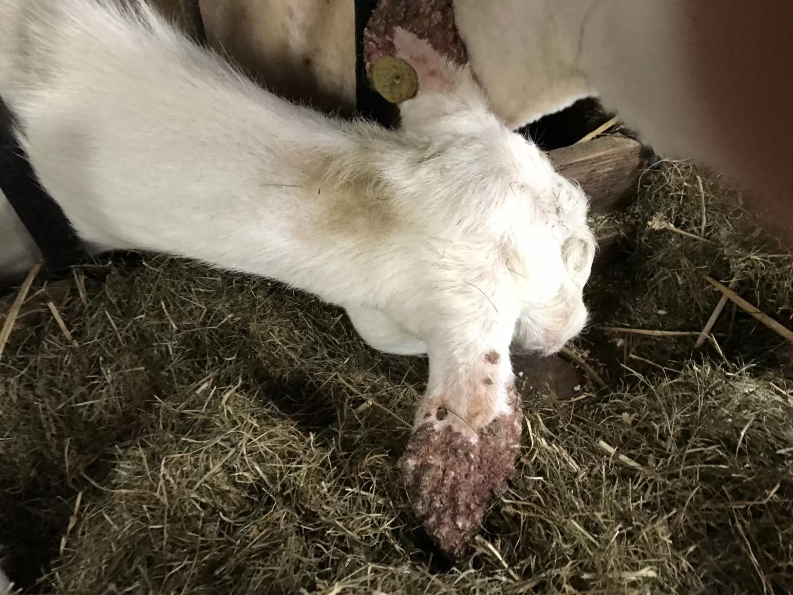 Ушная эктима. Кто-нибудь встречался с такой в России?  Фото сделаны на