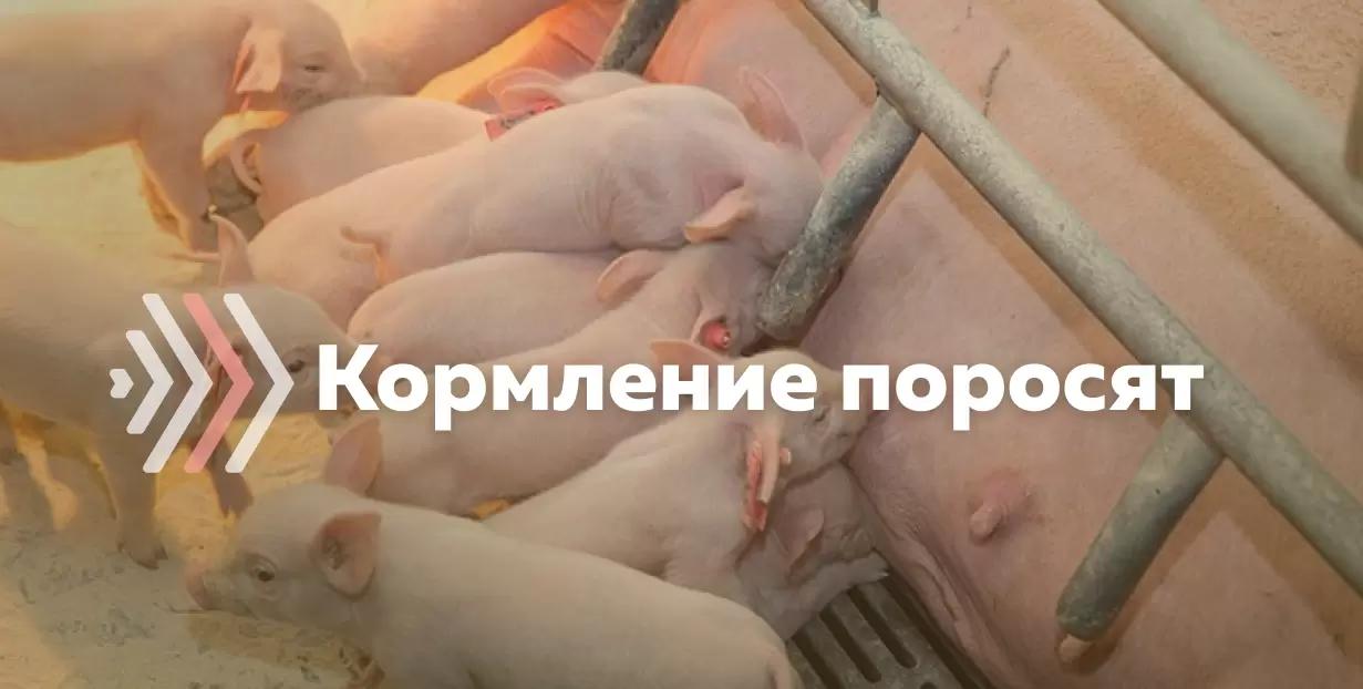 Кормление поросят от рождения до периода откорма
